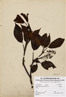 藏品(昆欄樹)的圖片
